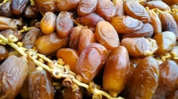 بشائر مطروح بالمطروح.. سعر كيلو البلح السيوي اليوم في الأسواق المحلية